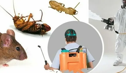 شركة مكافحة الفئران  بجدة